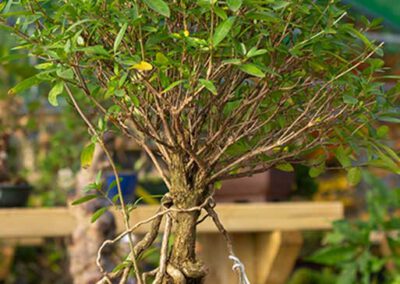 bonsai-roots