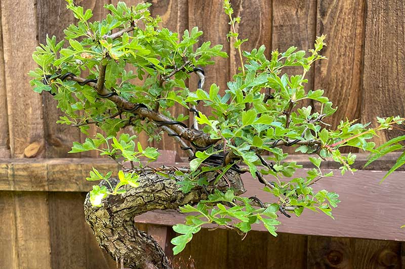 hawthorn_bonsai