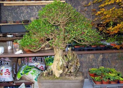 privet_bonsai