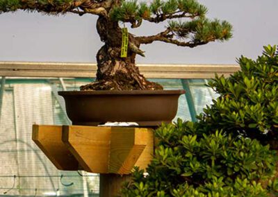 specimen_bonsai