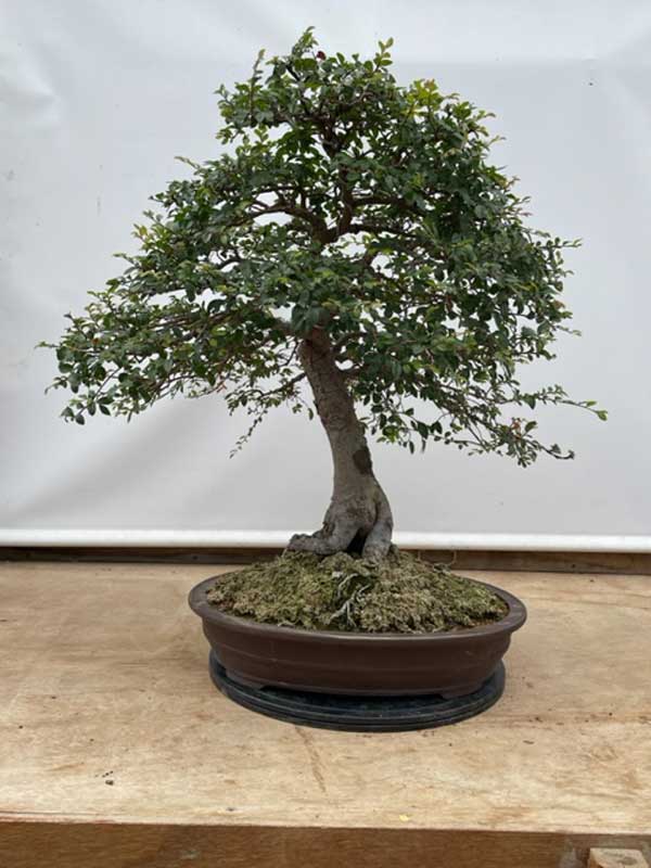 40 year old Chinese Elm