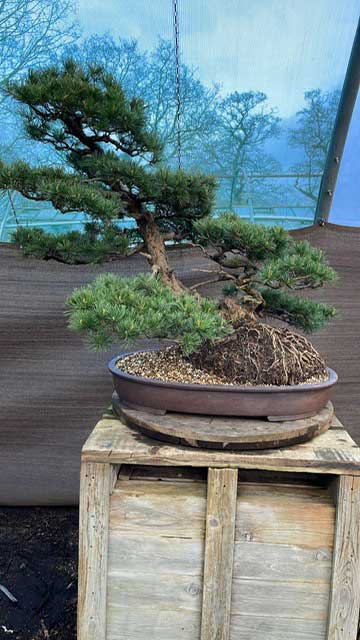 Large Japanese White Pine on Black Pine Rootstock