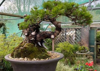 Japanese Nishiki Pine Yamadori