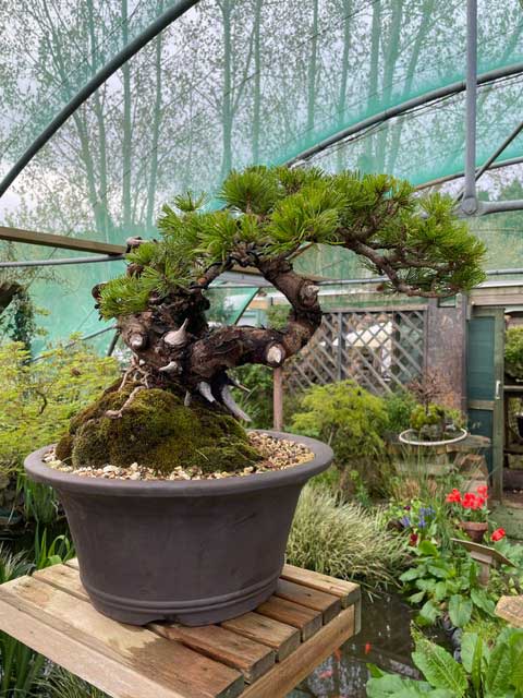 Japanese Nishiki Pine Yamadori